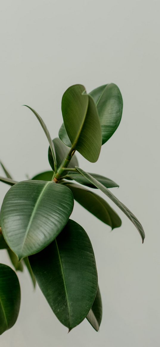 leaves, plant, green, gray