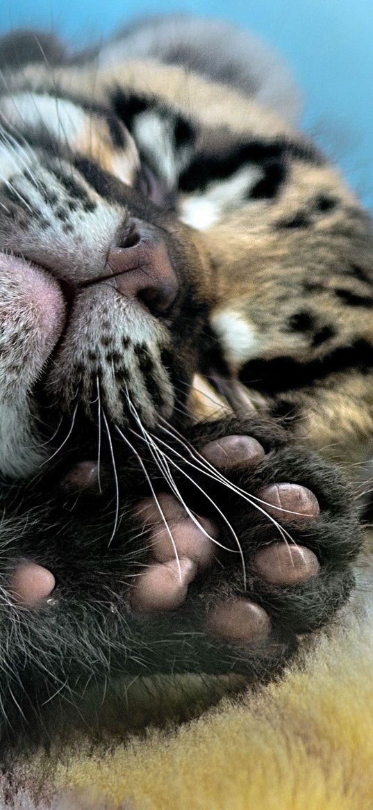 leopard, cub, feet, hide