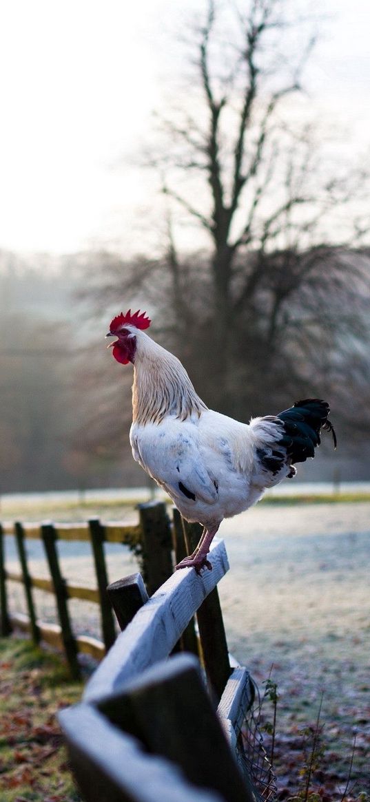 cock, grass, nature, sky, trees