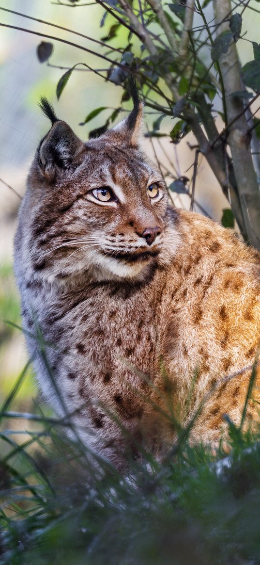 lynx, big cat, animal, predator, grass