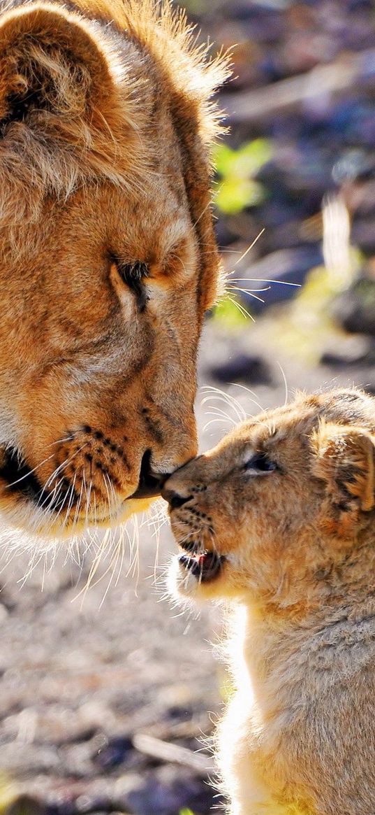 lions, couple, baby