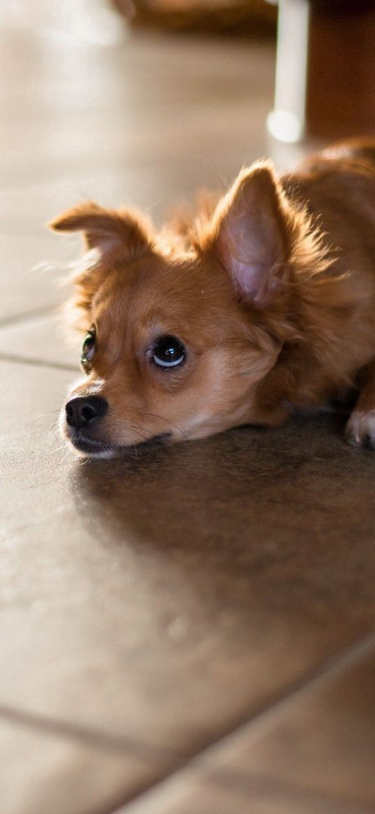 puppy, lying, floor