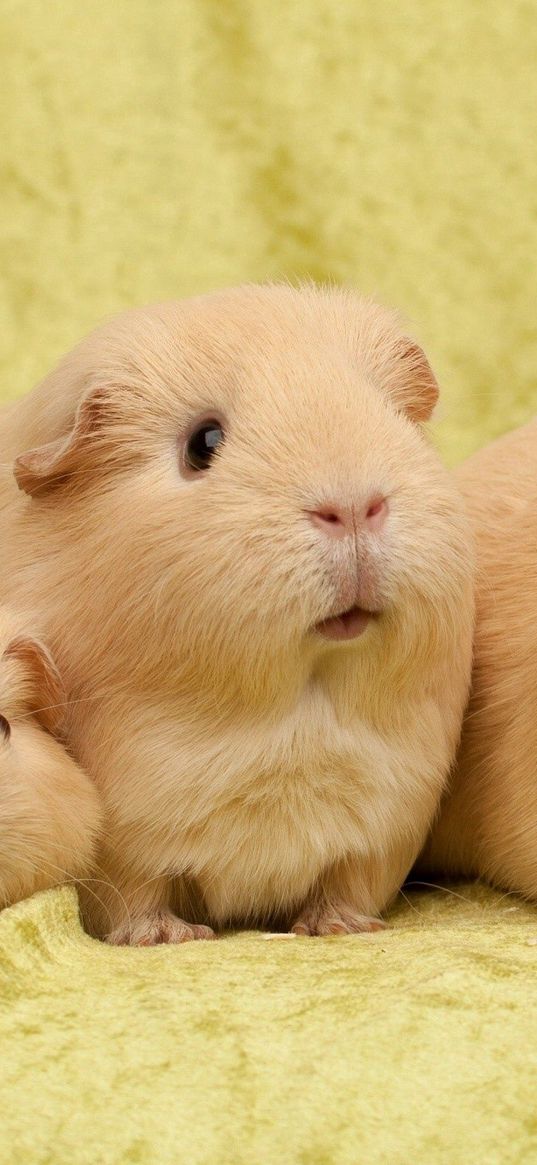 guinea pigs, many, sit