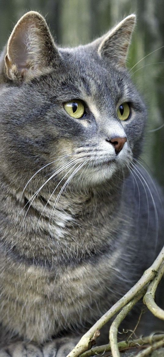 cat, fat, gray, sitting