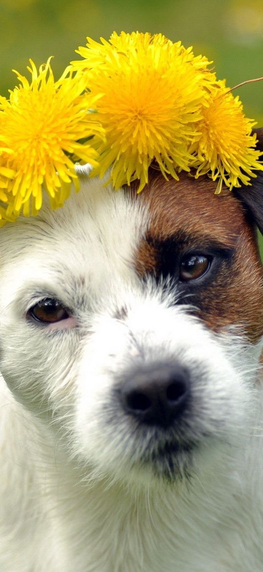 dog, crown, face, spotted