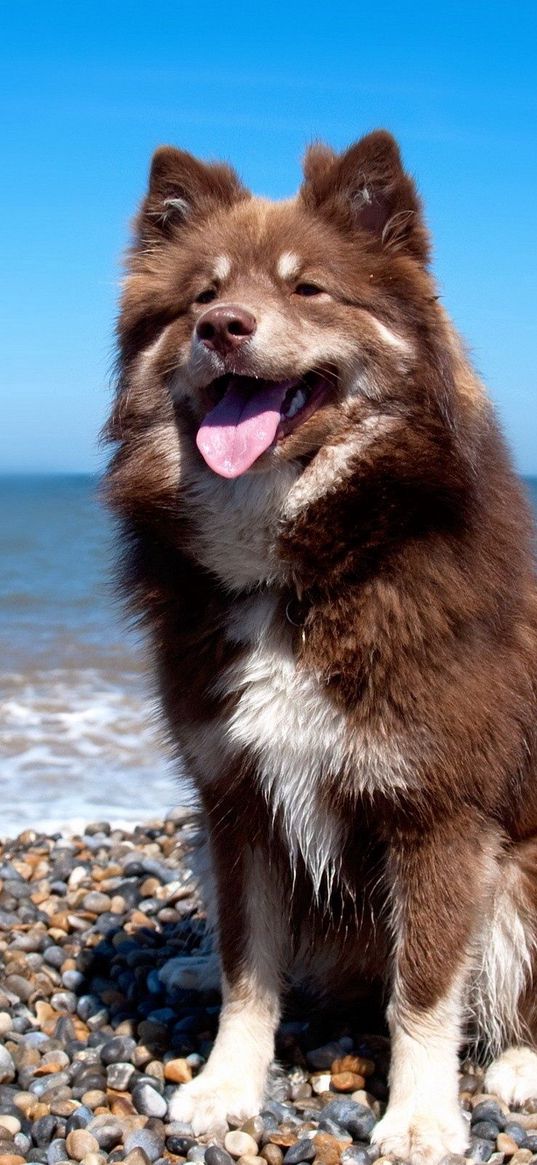 dog, beach, stones, sit, protruding tongue