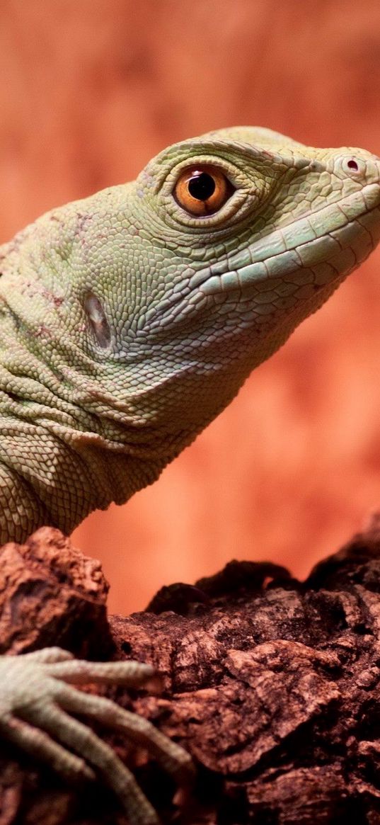 lizard, climbing, tree