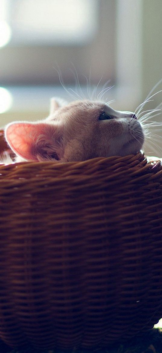 kitten, basket, playful, hide