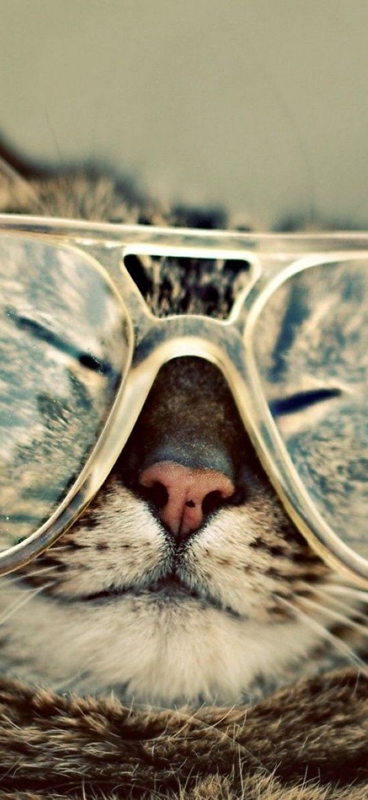 cat, glasses, face, squint