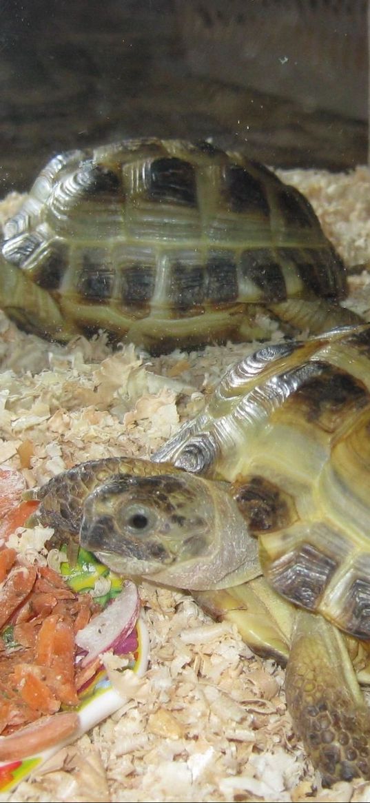 aquarium, turtles, couple, food, sawdust