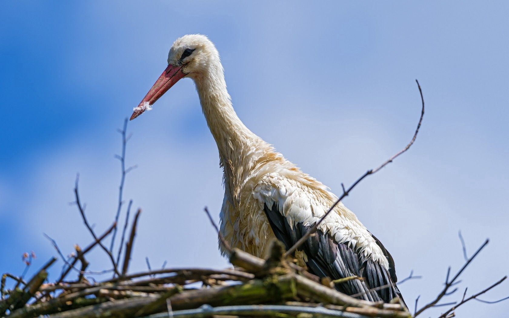 stork, bird, nature, nest