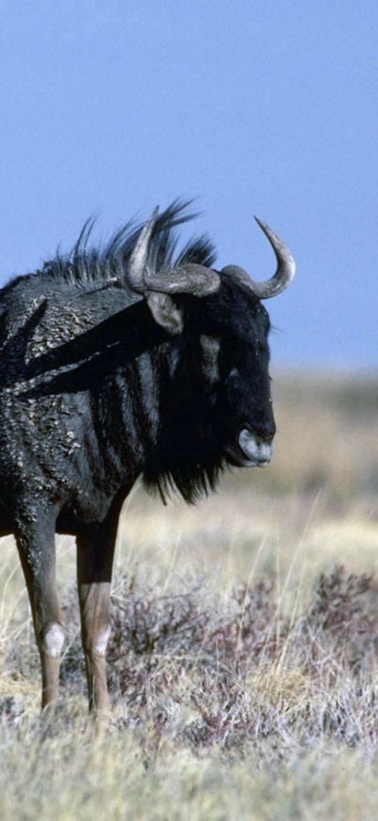 wildebeest, grass, horn