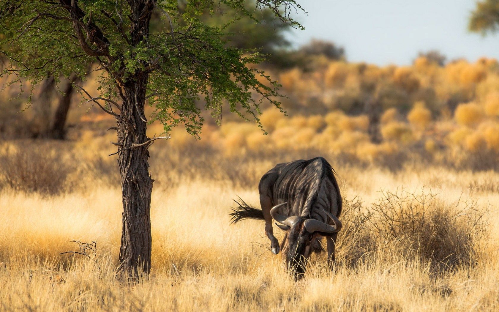 antelope, nature, africa