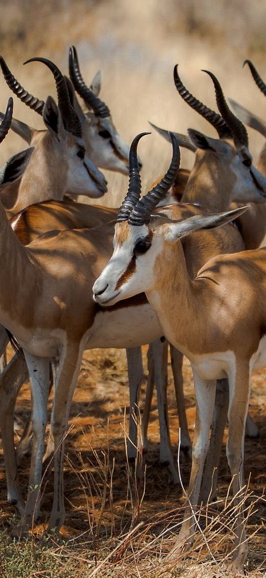 antelope, nature, africa