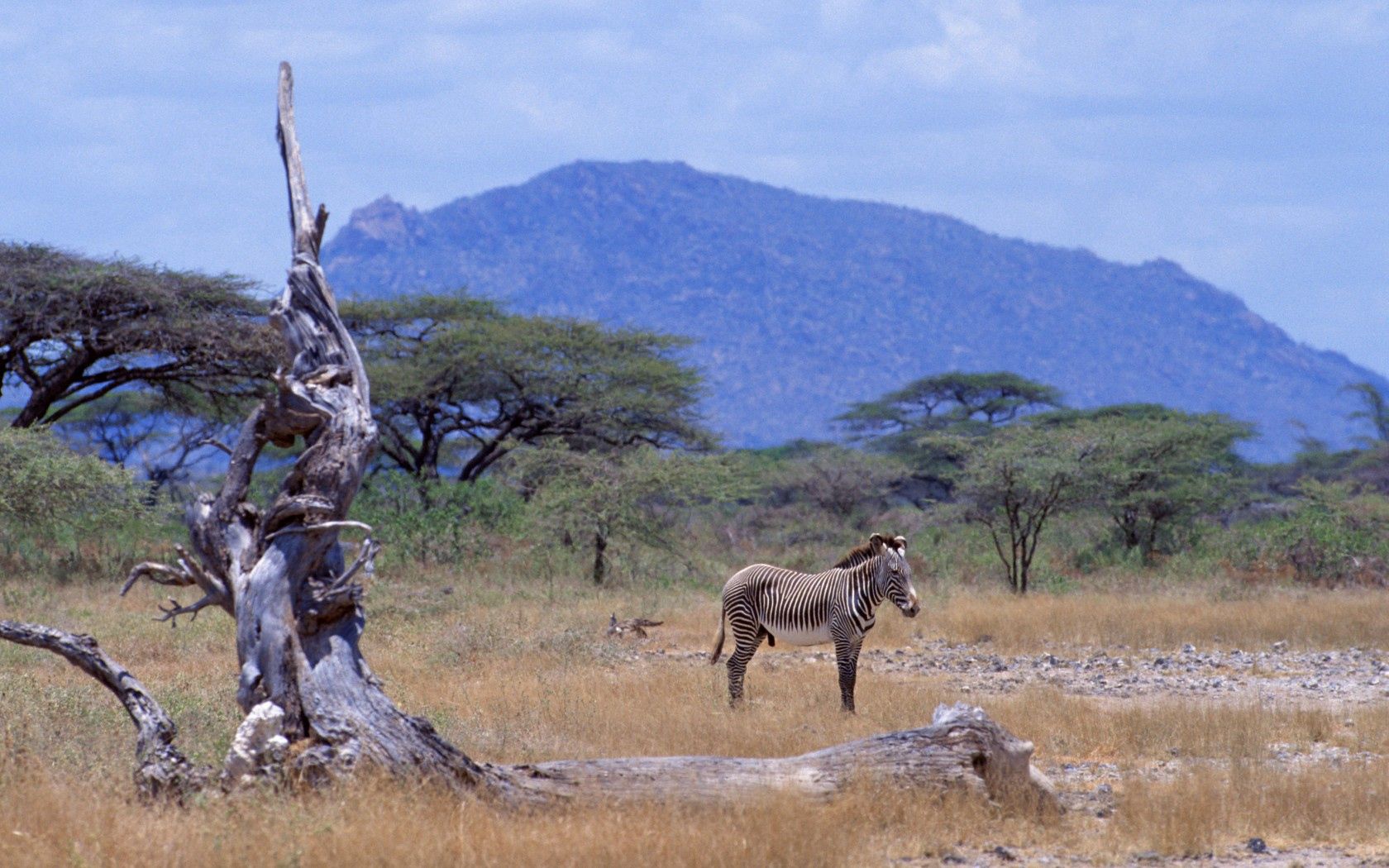 africa, zebra, savannah, tree, mountain