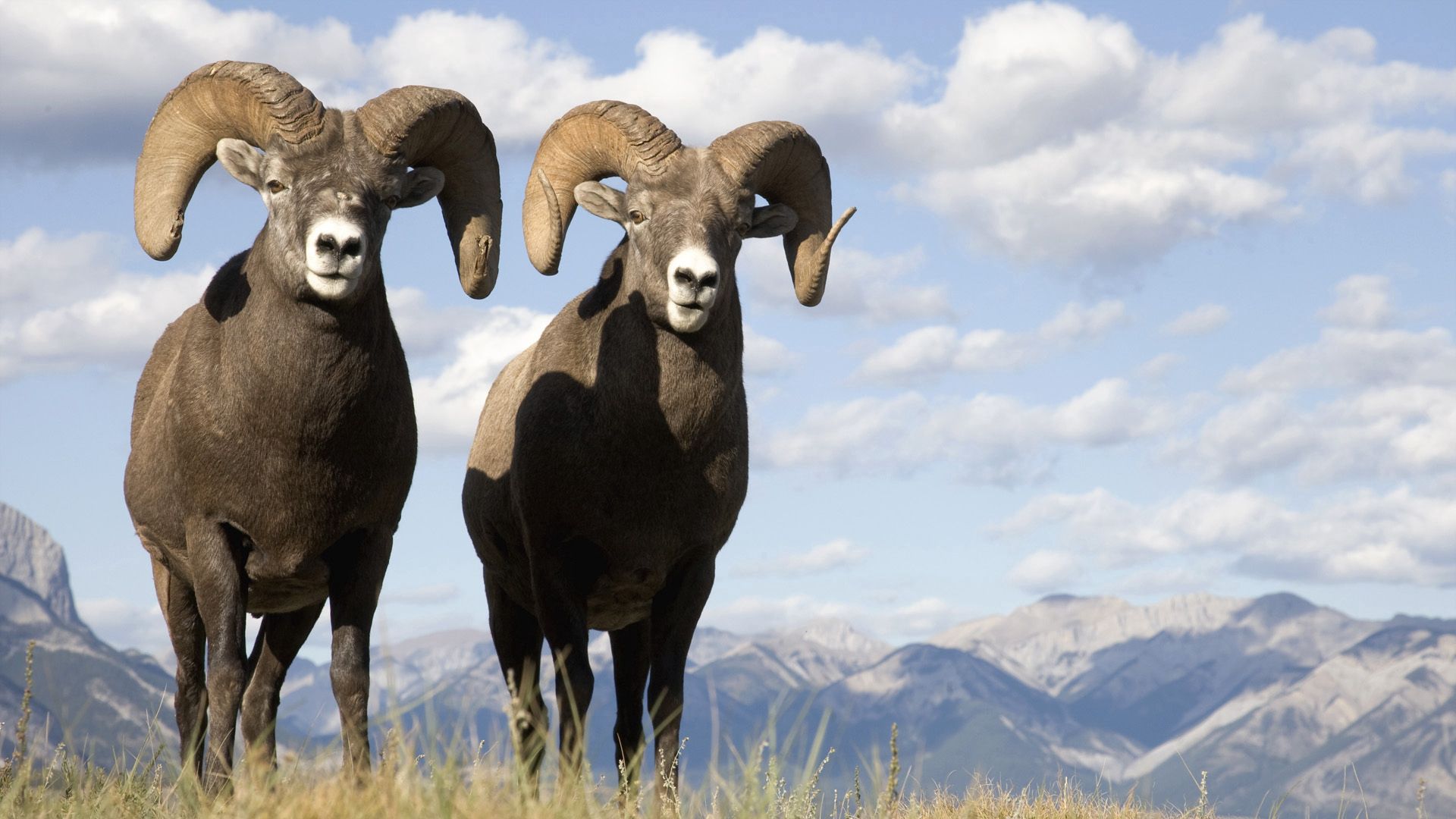 sheep, mountains, grass