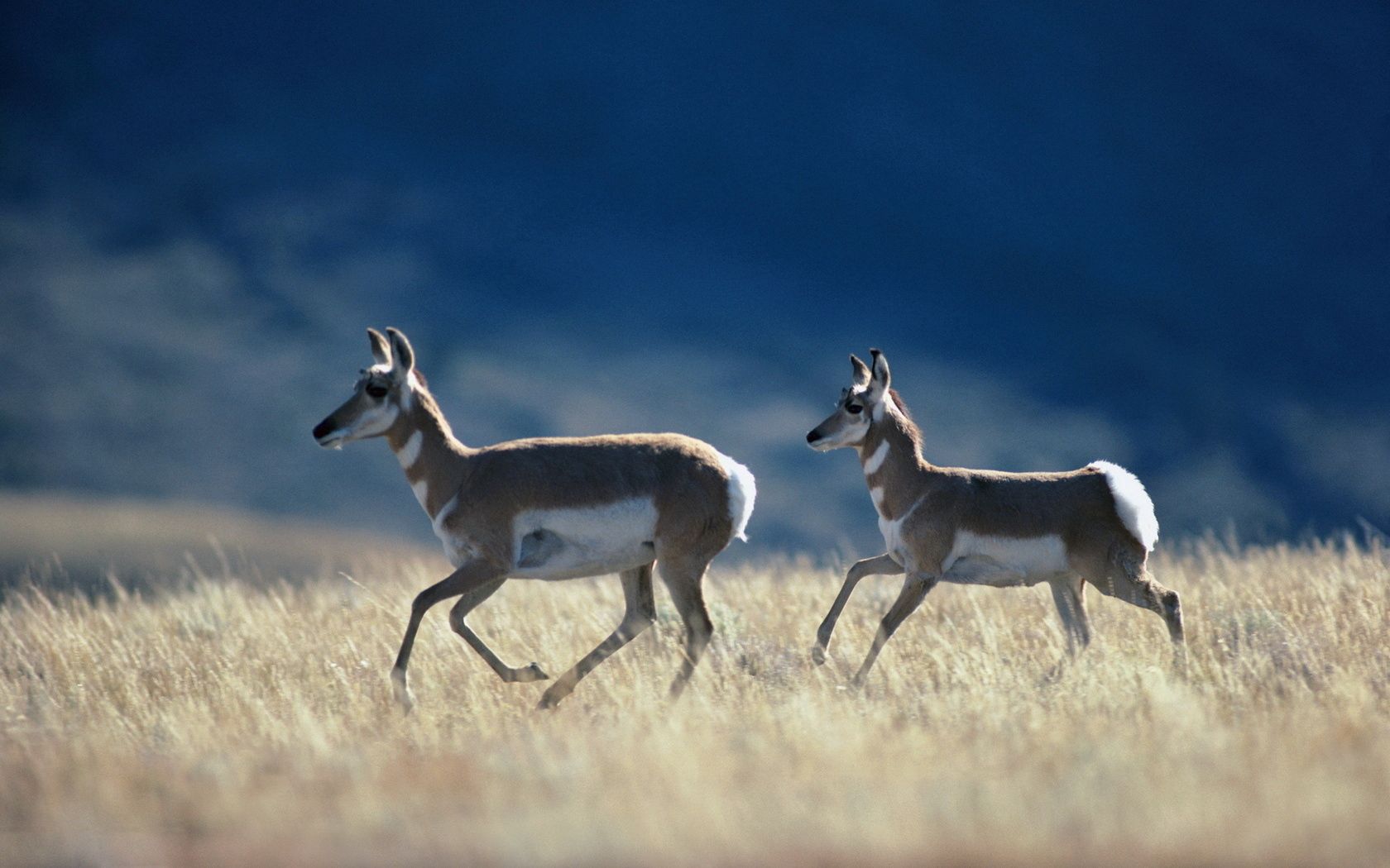 running, antelope, grass, prairie