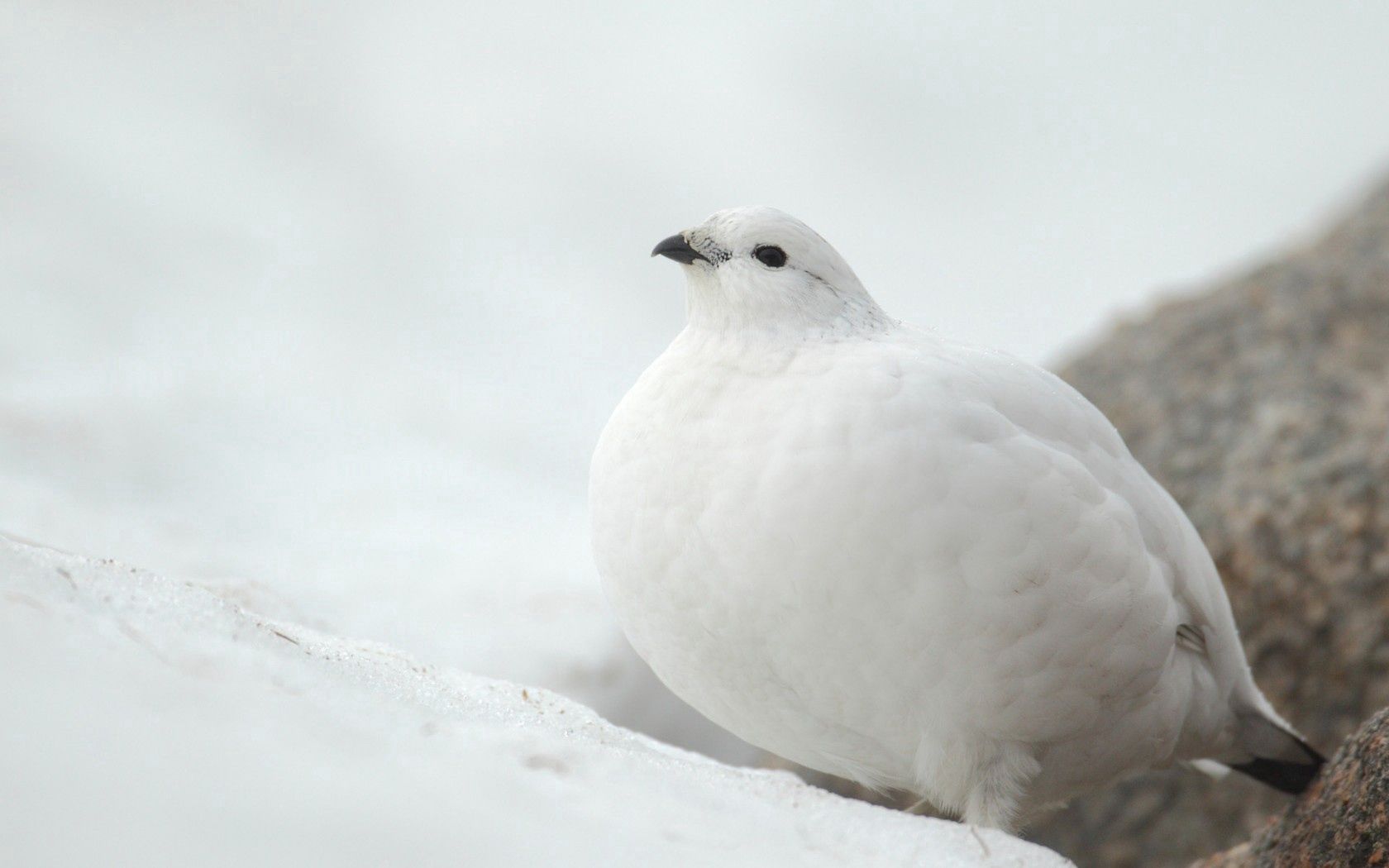 white, partridge, bird, snow