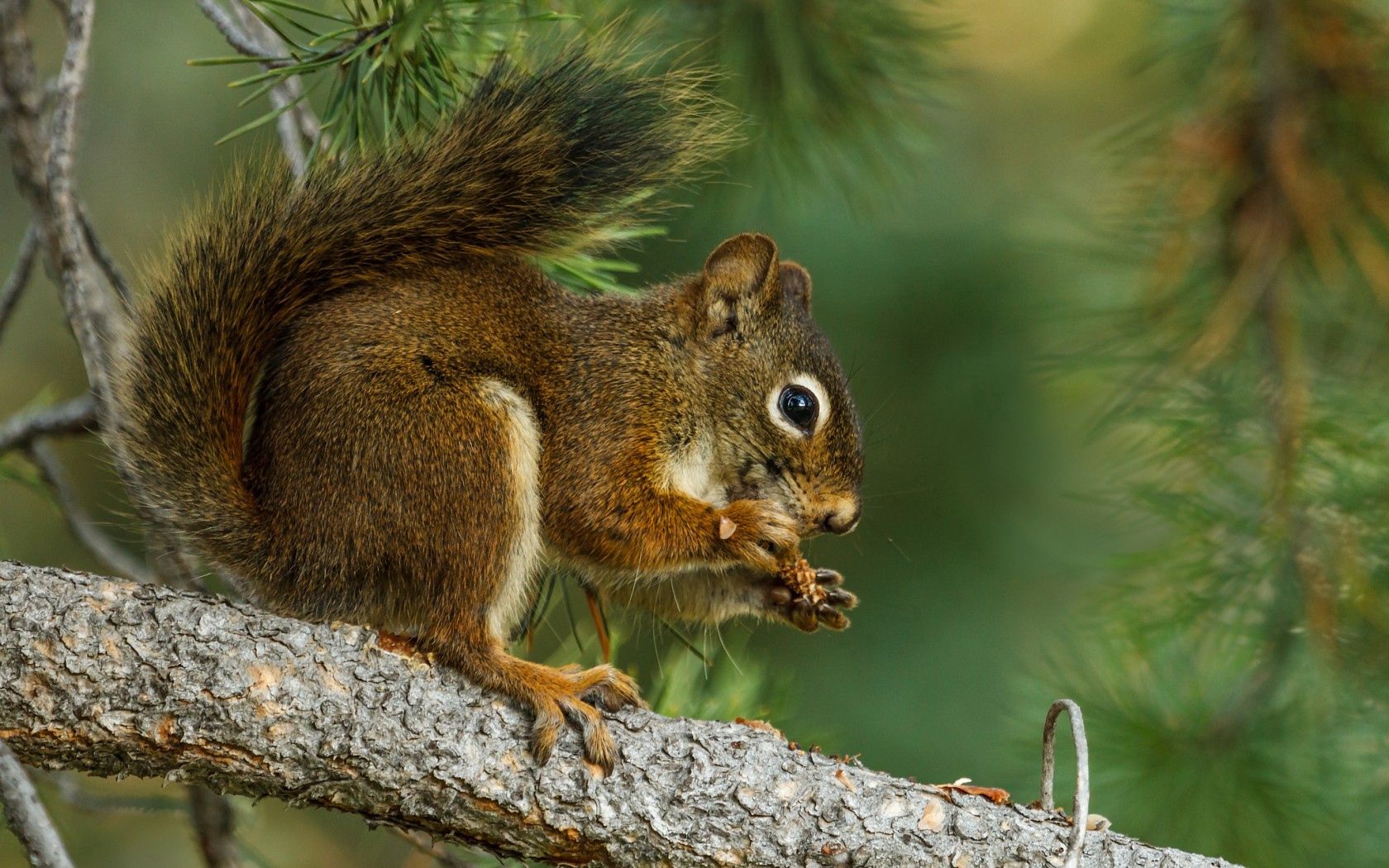 squirrel, branch, lunch