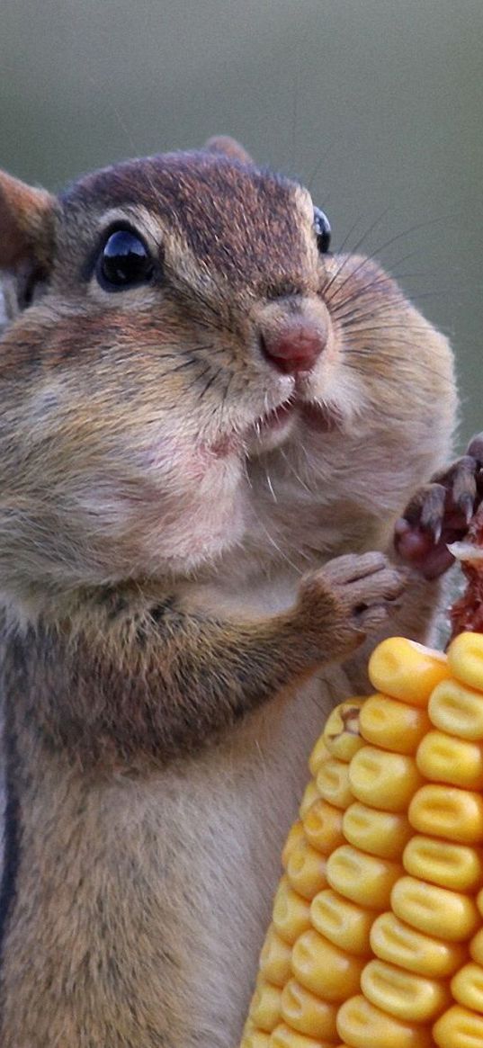 squirrel, food, corn