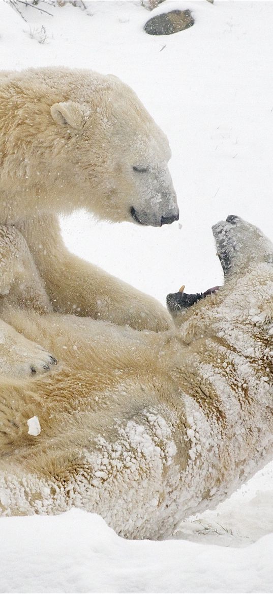 polar bears, bears, snow, winter, games