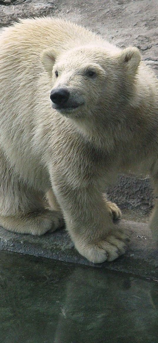 polar bear, water, nature reserve