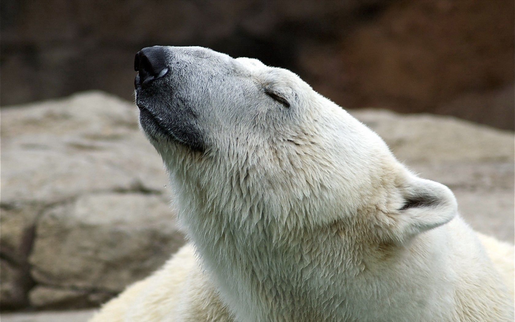 polar bear, nature, pose