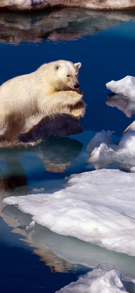 polar bear, snow, antarctica, water