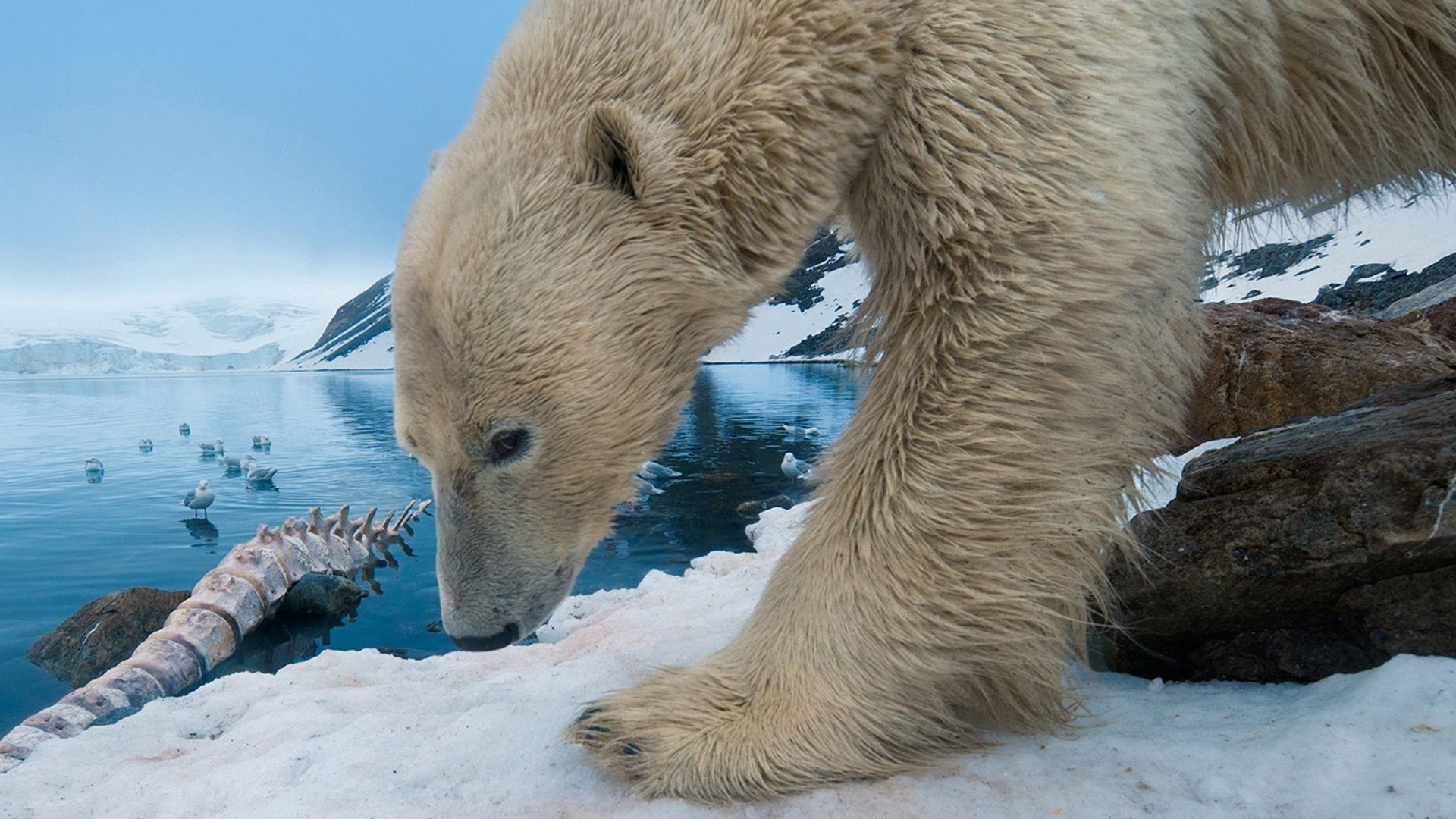 polar bear, snow, rocks