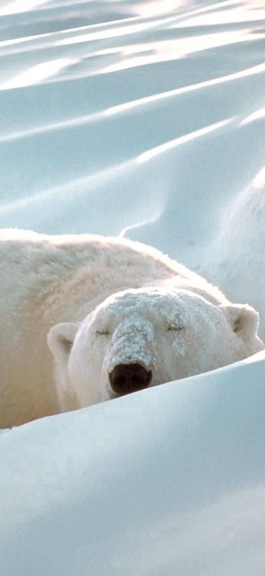 polar bear, snow, sleep, thick