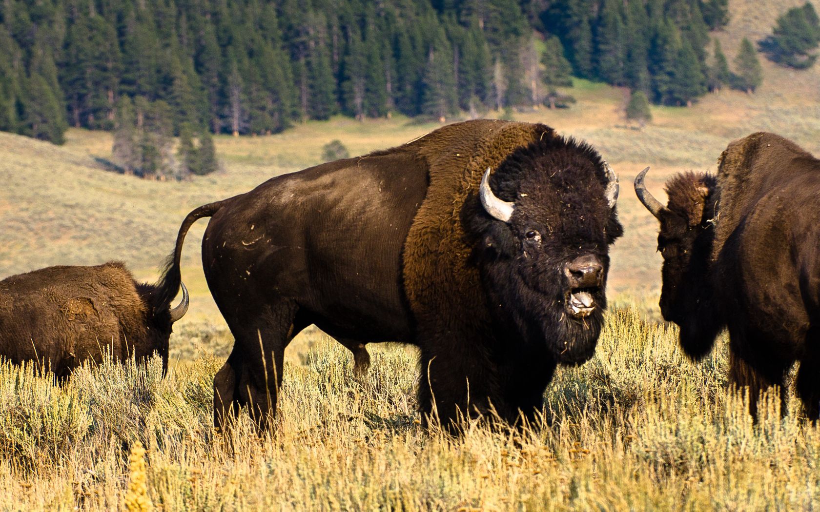 buffalo, herd, field, forest