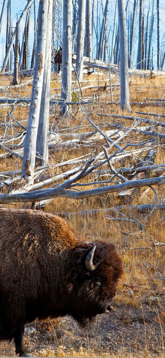 bison, forest, grass, walk