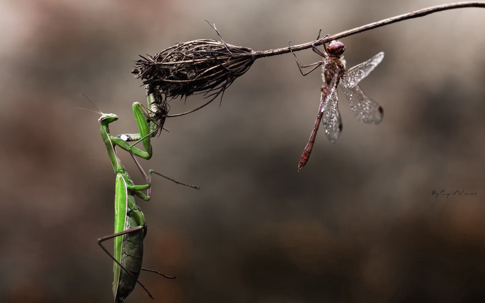 mantis, dragonfly, insects, grass, macro, flower, dry, danger