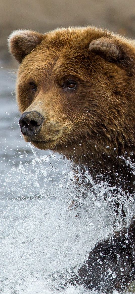 brown bear, water, spray