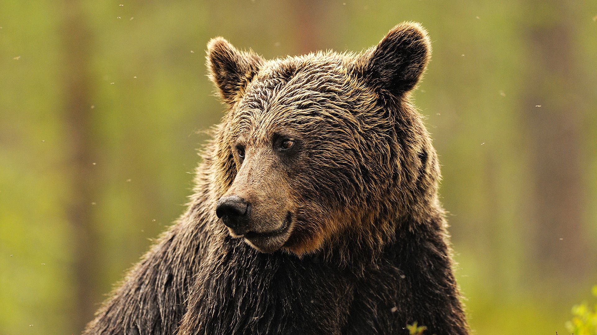 brown bear, face, beautiful, background