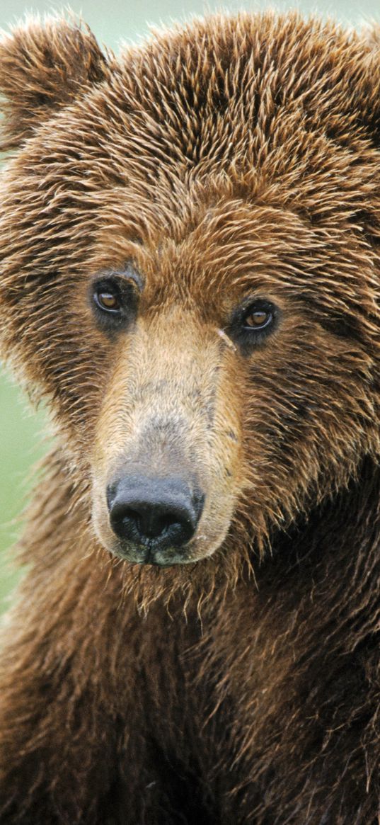 brown bear, nose, hair, wet