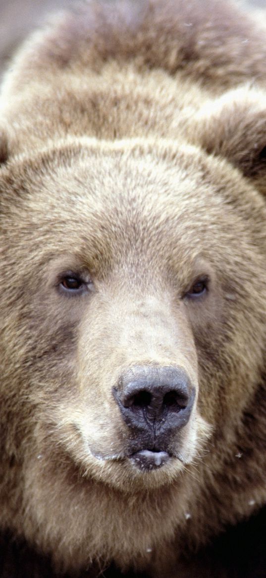 brown bear, snow, face, eyes