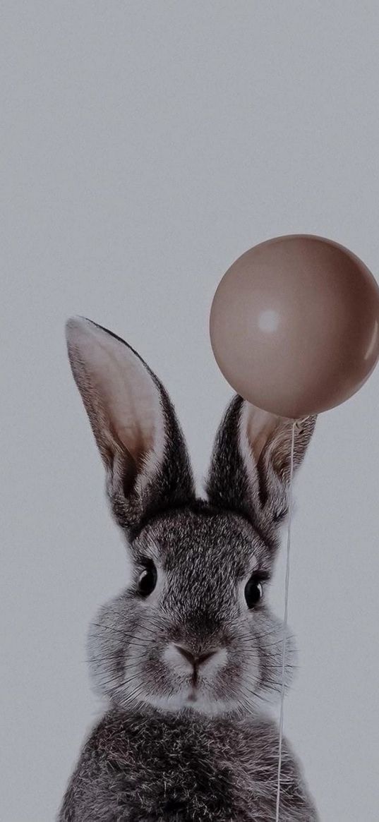 rabbit, animal, grey, balloon