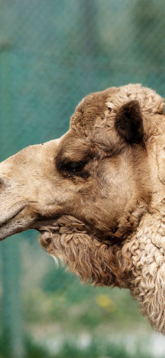 camel, face, profile, wool