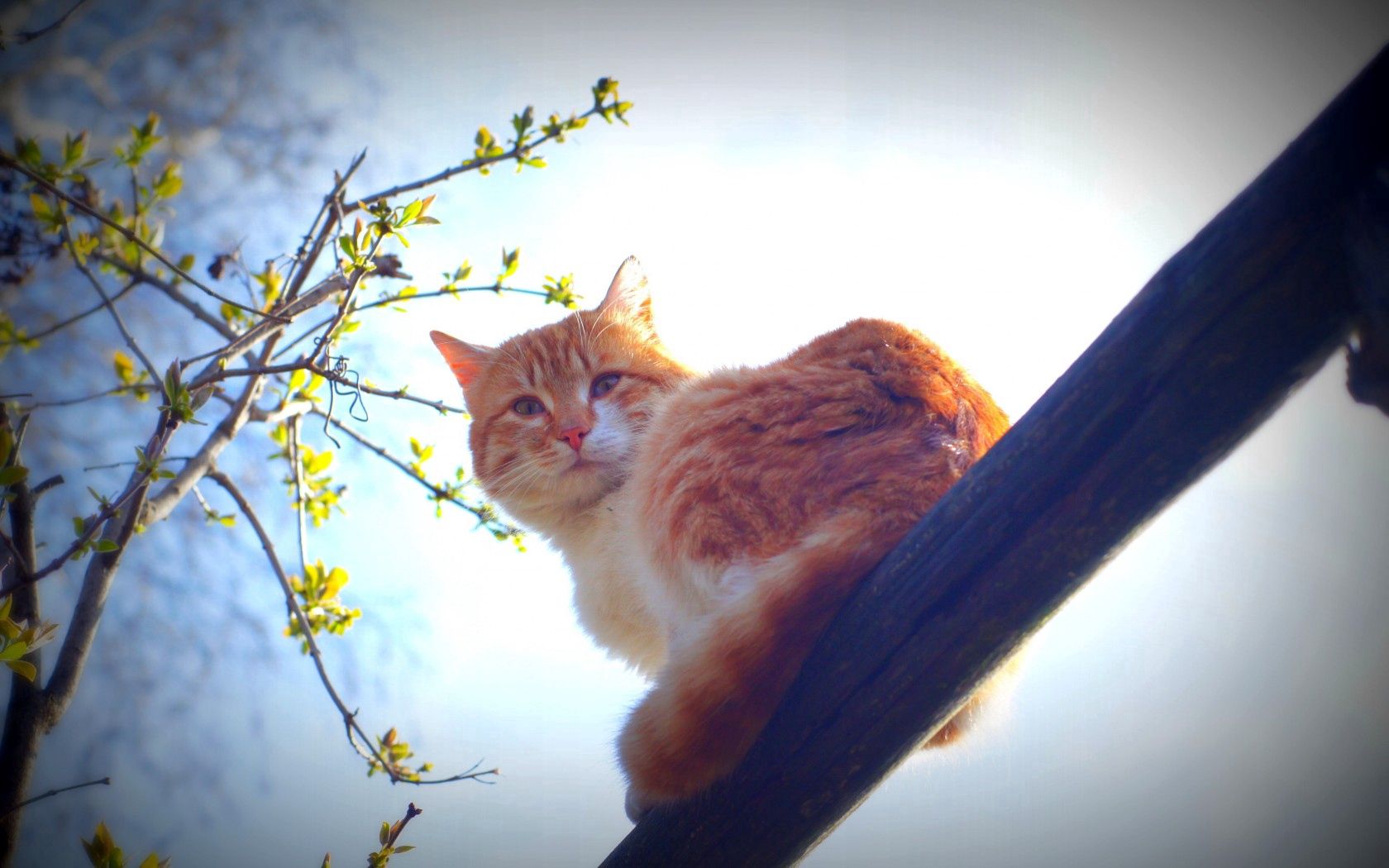 spring, cat, animal, nature, morning, sun, mustache