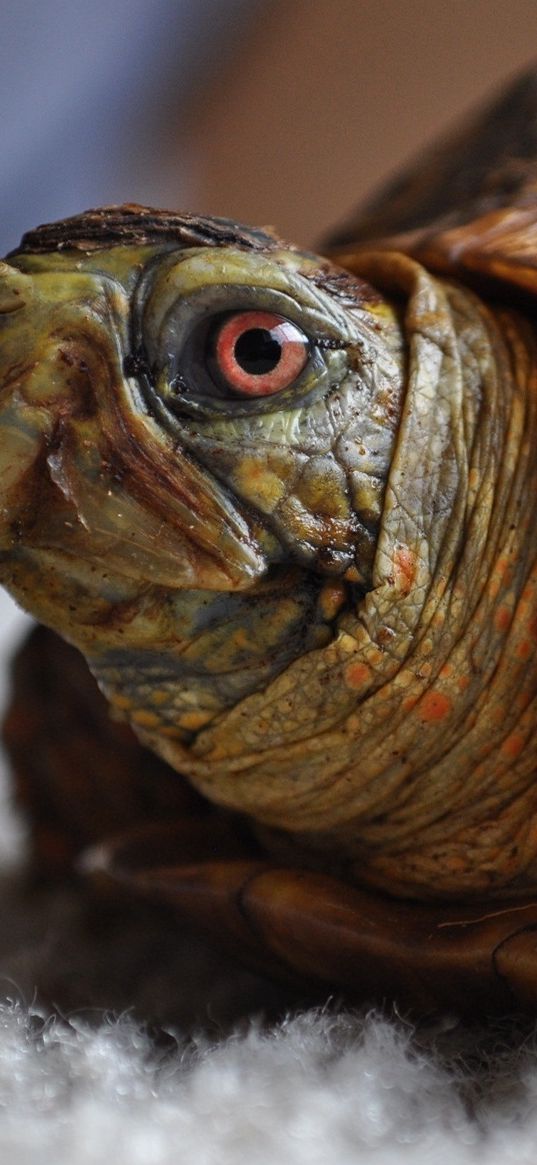 eye, head, turtle