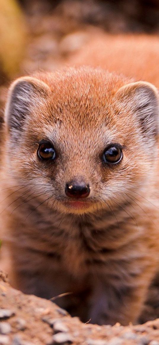 view, mongoose, animal