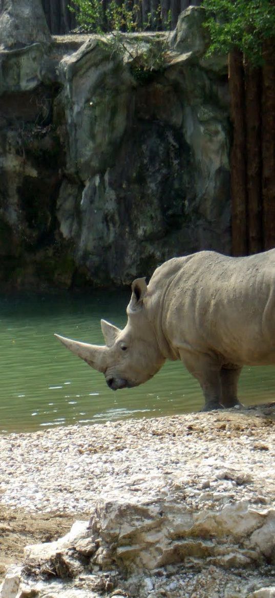 water, waterfall, rocks, sand, river, rhino