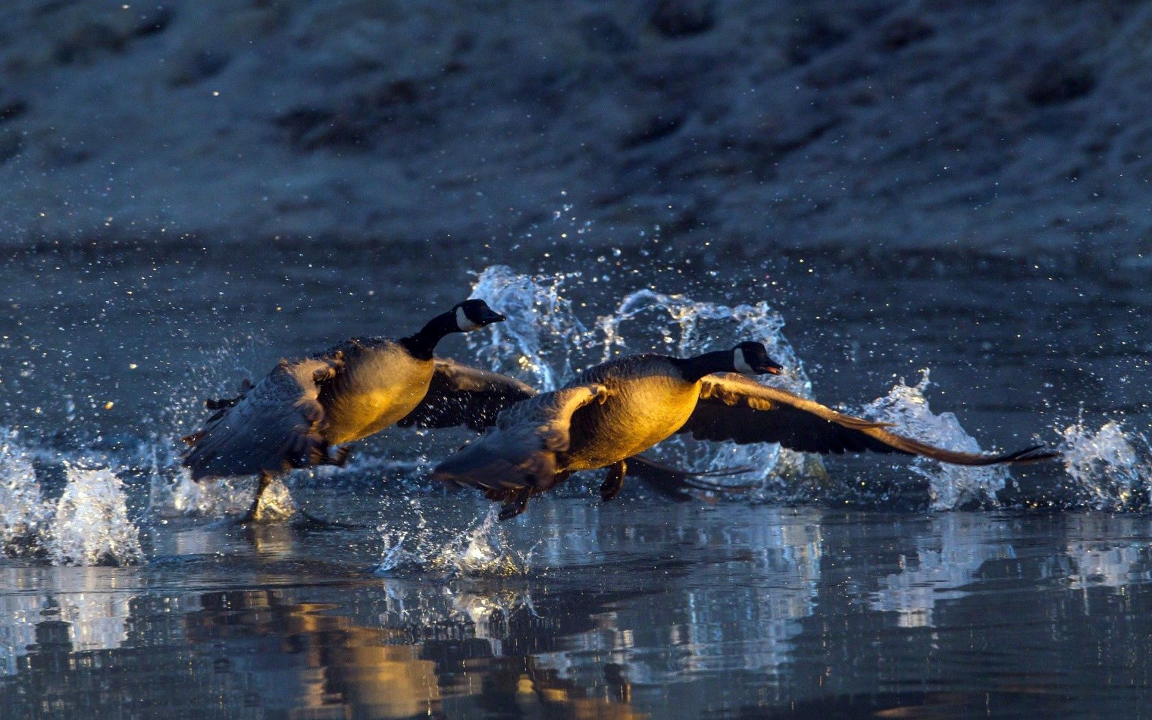 water, geese, taking off, pond, drops, splashes