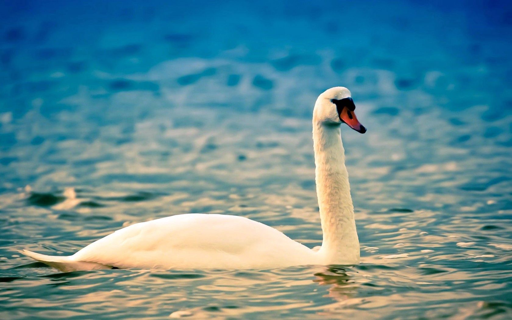 water, ripples, white, swan, neck, bird