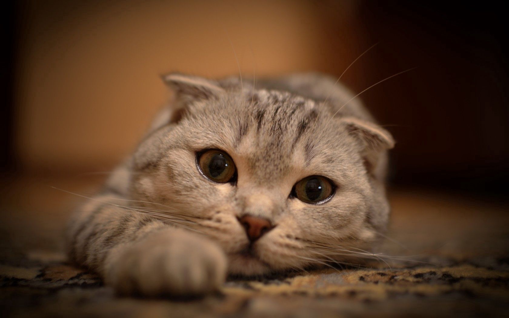 stretched out, lying, eyes, whiskers, cat, animals, cats, kitty, legs