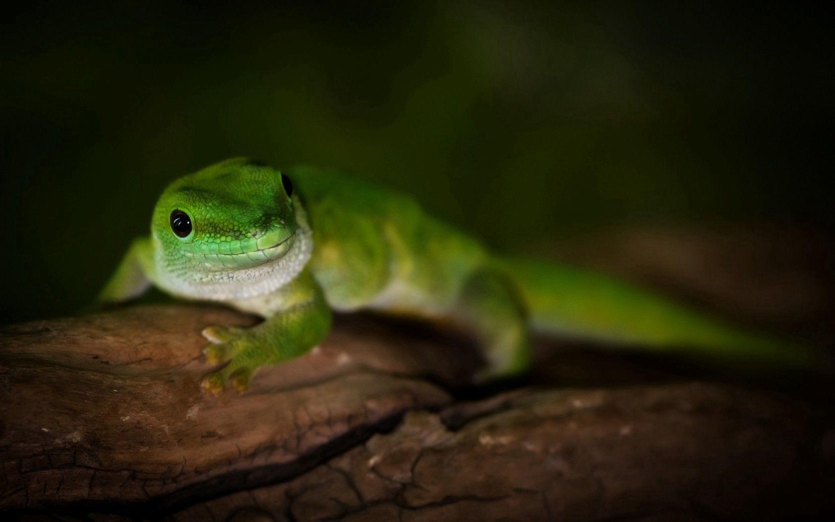 gecko, day, madagascar, lizard, macro, tree, green