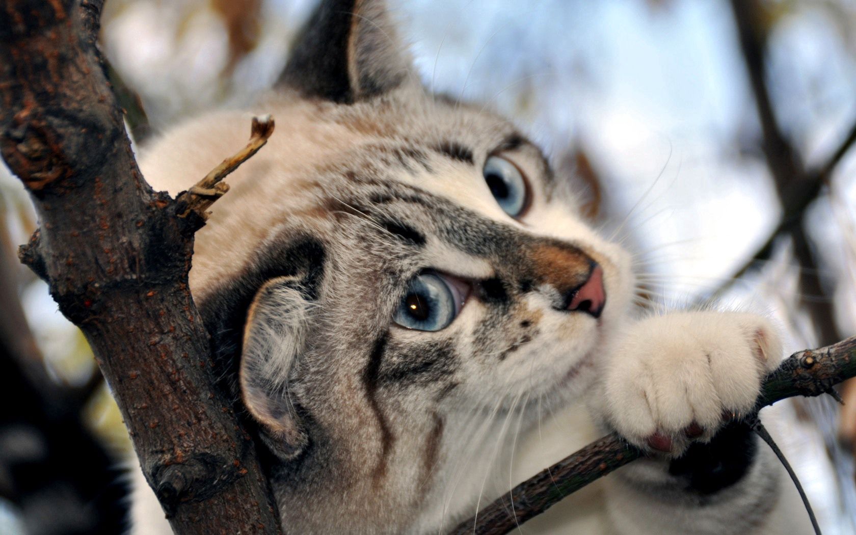 blue eyes, pink nose, feet, branch, snow