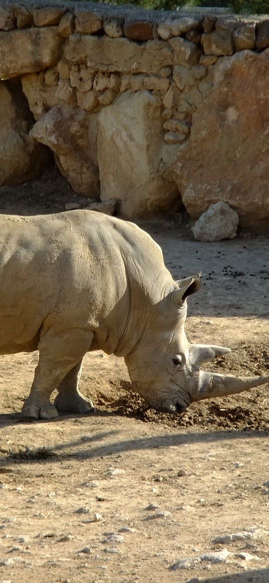 dirt, rhino, giraffe, nature, reserve