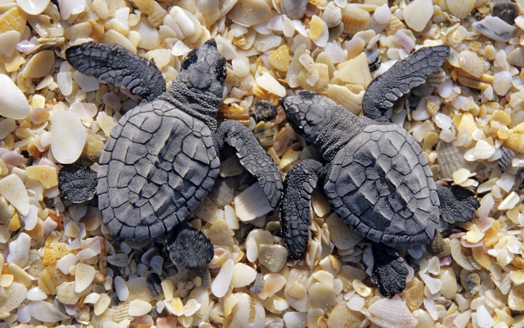 two, small, turtles, shells, shore